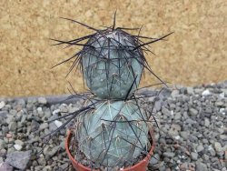 Tephrocactus geometricus SW Fiambala, pot 5,5 cm - 12404077