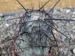 Tephrocactus geometricus SW Fiambala, pot 5,5 cm - 12404078