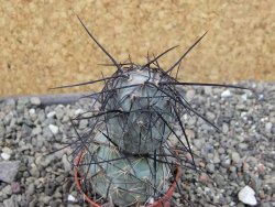 Tephrocactus geometricus SW Fiambala, pot 5,5 cm - 12404079
