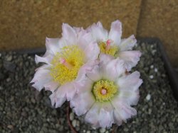 Tephrocactus geometricus, pot 7 cm - 12404081