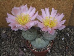 Tephrocactus geometricus, pot 7 cm - 12404086