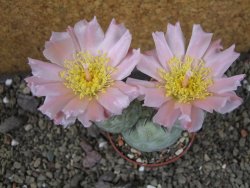 Tephrocactus geometricus, pot 7 cm