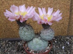 Tephrocactus geometricus, pot 7 cm - 12404088
