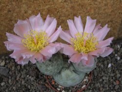 Tephrocactus geometricus, pot 7 cm - 12404089
