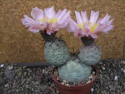 Tephrocactus geometricus, pot 7 cm - 12404090
