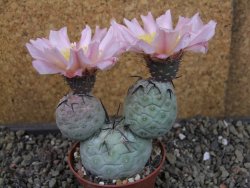 Tephrocactus geometricus, pot 7 cm - 12404091
