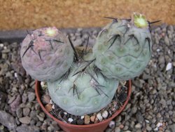 Tephrocactus geometricus, pot 7 cm - 12404092