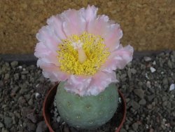 Tephrocactus geometricus, pot 6,5 cm