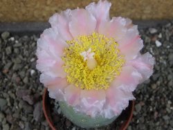 Tephrocactus geometricus, pot 6,5 cm - 12404094