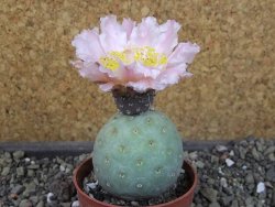 Tephrocactus geometricus, pot 6,5 cm - 12404095