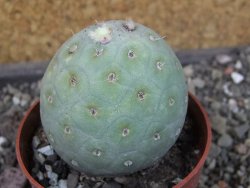 Tephrocactus geometricus, pot 6,5 cm - 12404096