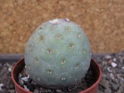 Tephrocactus geometricus, pot 6,5 cm - 12404097