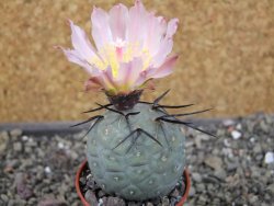 Tephrocactus geometricus, pot 5,5 cm