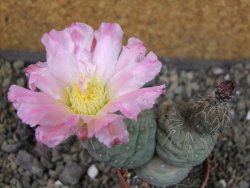 Tephrocactus geometricus, pot 5,5 cm