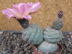 Tephrocactus geometricus, pot 5,5 cm - 12404103