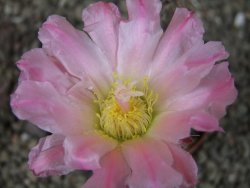 Tephrocactus geometricus, pot 5,5 cm - 12404104