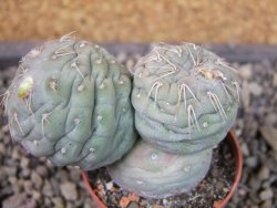 Tephrocactus geometricus, pot 5,5 cm - 12404106