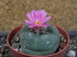 Lophophora fricii pot 5,5 cm - 12404109