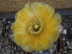 Acanthocalycium glaucum pot 5,5 cm - 12404111