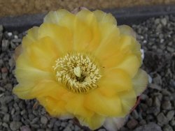 Acanthocalycium glaucum pot 5,5 cm - 12404112