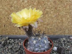 Acanthocalycium glaucum pot 5,5 cm - 12404113