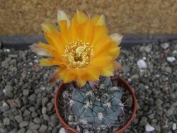Acanthocalycium glaucum pot 5,5 cm