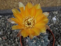 Acanthocalycium glaucum pot 5,5 cm - 12404115