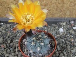 Acanthocalycium glaucum pot 5,5 cm - 12404117
