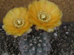 Acanthocalycium glaucum pot 5,5 cm - 12404119