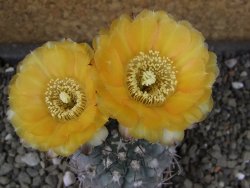 Acanthocalycium glaucum pot 5,5 cm - 12404120