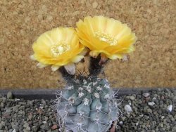 Acanthocalycium glaucum pot 5,5 cm