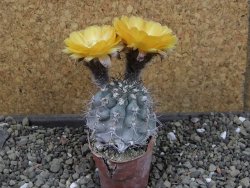 Acanthocalycium glaucum pot 5,5 cm - 12404122