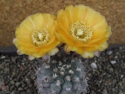 Acanthocalycium glaucum pot 5,5 cm - 12404123