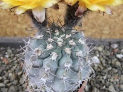 Acanthocalycium glaucum pot 5,5 cm - 12404124
