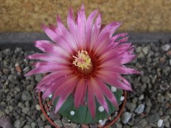 Astrophytum asterias X red flower oibo, pot 5,5 cm - 12404137