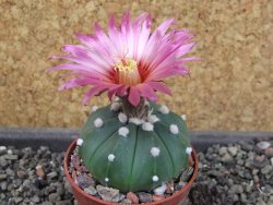 Astrophytum asterias X red flower oibo, pot 5,5 cm - 12404138