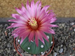 Astrophytum asterias X red flower oibo, pot 5,5 cm - 12404139