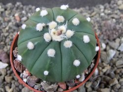 Astrophytum asterias X red flower oibo, pot 5,5 cm - 12404140