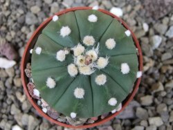 Astrophytum asterias X red flower oibo, pot 5,5 cm - 12404141