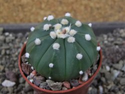 Astrophytum asterias X red flower oibo, pot 5,5 cm - 12404142
