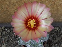 Astrophytum capricorne X red flower oibo, pot 5,5 cm - 12404144