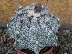 Astrophytum capricorne X red flower oibo, pot 5,5 cm - 12404146