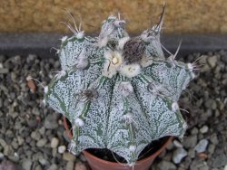 Astrophytum capricorne X red flower oibo, pot 5,5 cm - 12404147