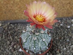Astrophytum capricorne X red flower oibo, pot 6,5 cm - 12404148