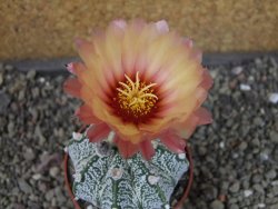 Astrophytum capricorne X red flower oibo, pot 6,5 cm
