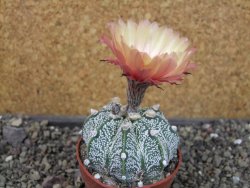 Astrophytum capricorne X red flower oibo, pot 6,5 cm - 12404150