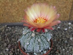 Astrophytum capricorne X red flower oibo, pot 6,5 cm - 12404151