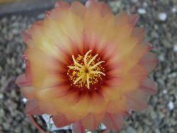 Astrophytum capricorne X red flower oibo, pot 6,5 cm - 12404152