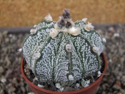Astrophytum capricorne X red flower oibo, pot 6,5 cm - 12404153
