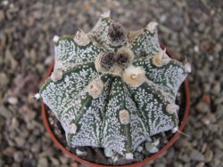 Astrophytum capricorne X red flower oibo, pot 6,5 cm - 12404154